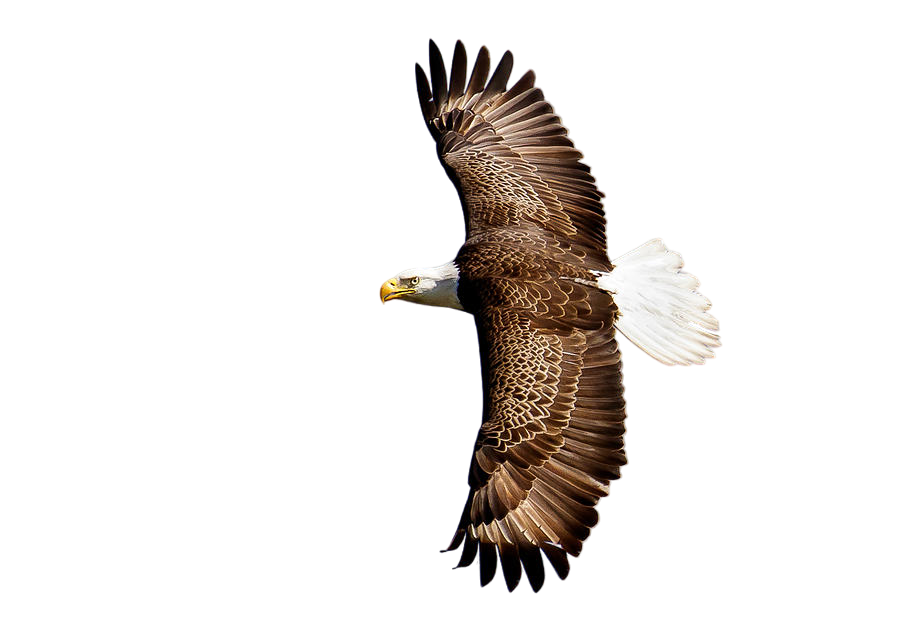 Eagle Keychain-Perfect Gift for Eagle Lover