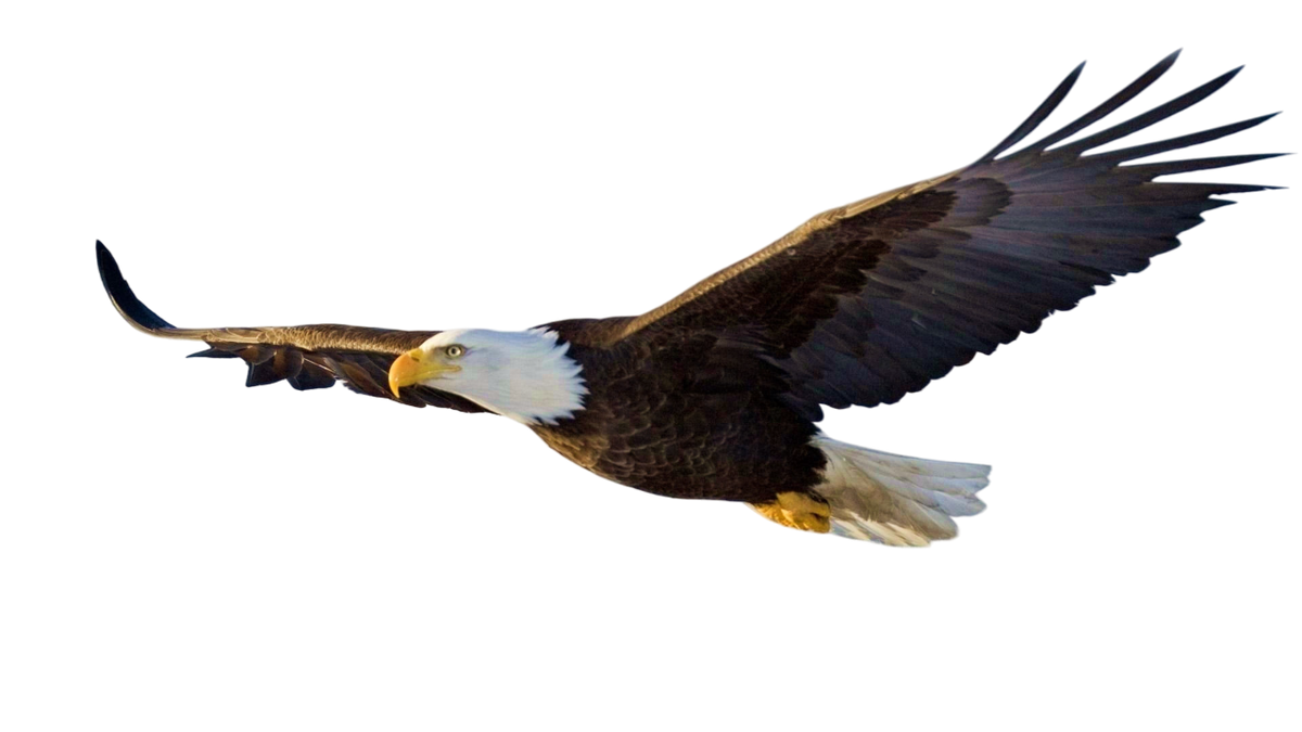 2024 New Release eagle Ornament-Gifts For eagle Lover